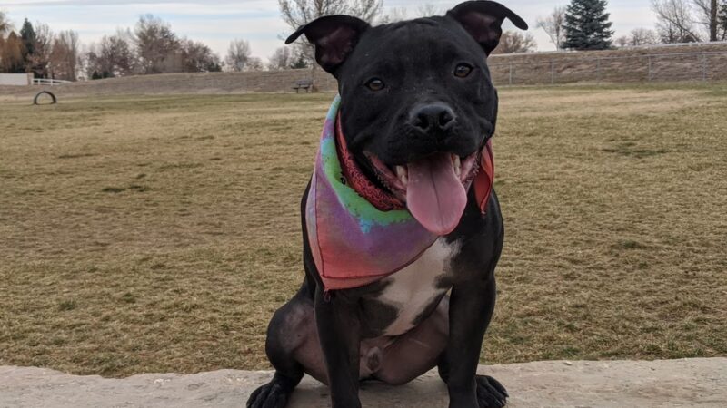 Aisik's Meadow Dog Park - Longmont, CO