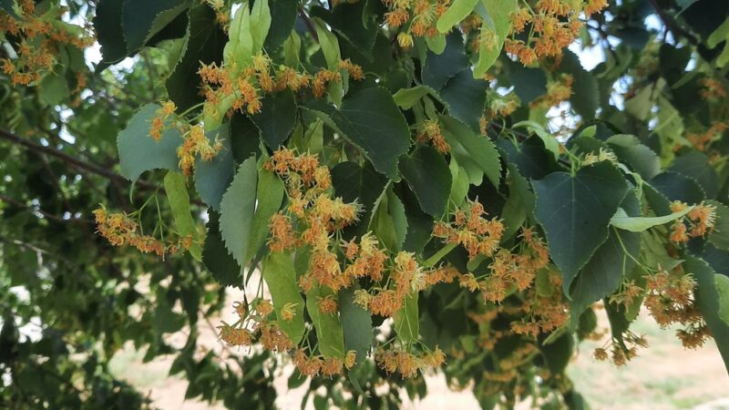 Settler's Park - Longmont, CO