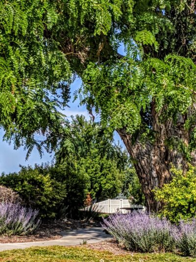 Stoneridge Park - Longmont, CO