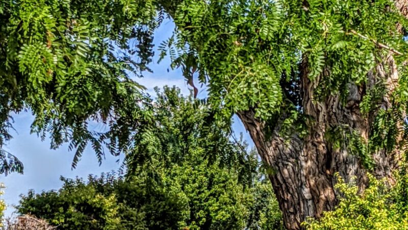 Stoneridge Park - Longmont, CO