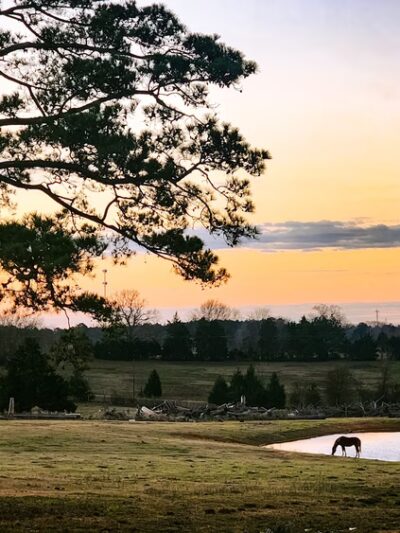Longstreet - Longstreet, LA