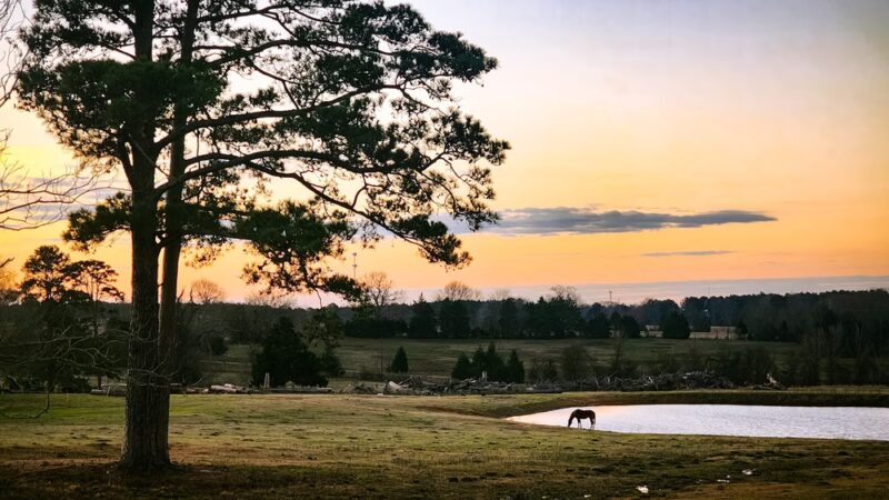 Longstreet - Longstreet, LA