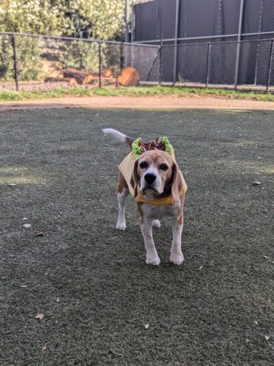 McKenzie Dog Park - Los Altos, CA