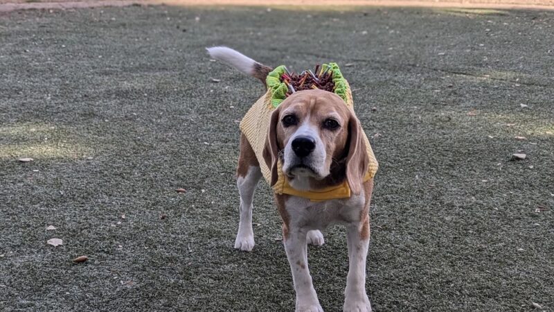 McKenzie Dog Park - Los Altos, CA