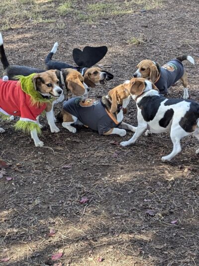 McKenzie Dog Park - Los Altos, CA