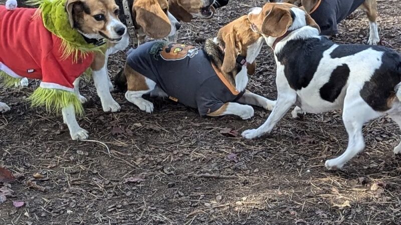 McKenzie Dog Park - Los Altos, CA