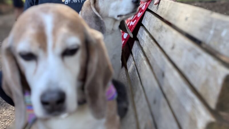 McKenzie Dog Park - Los Altos, CA