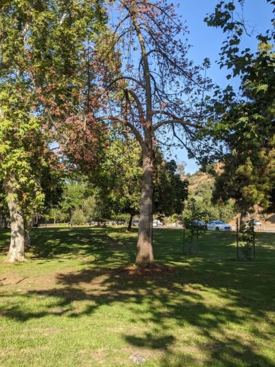 Bond Area - Los Angeles, CA