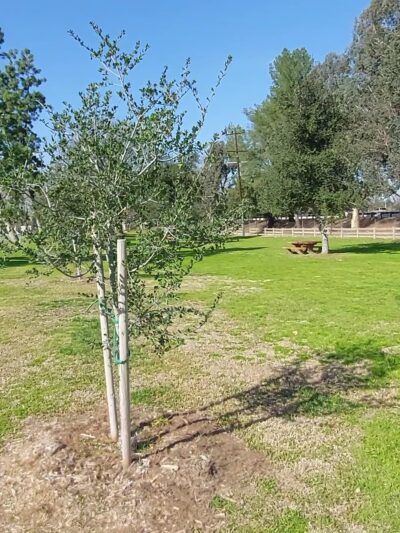 Bond Area - Los Angeles, CA