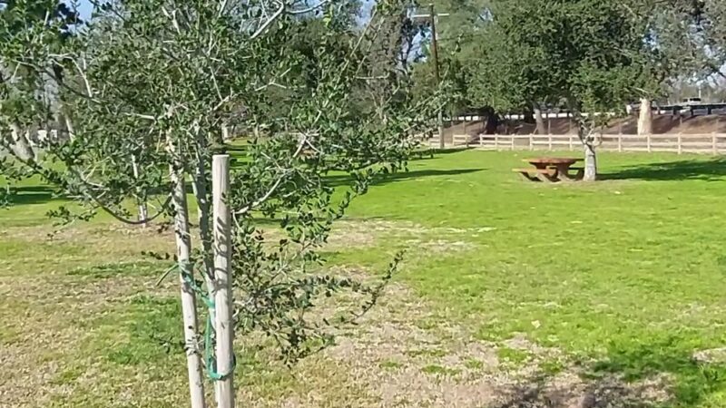 Bond Area - Los Angeles, CA