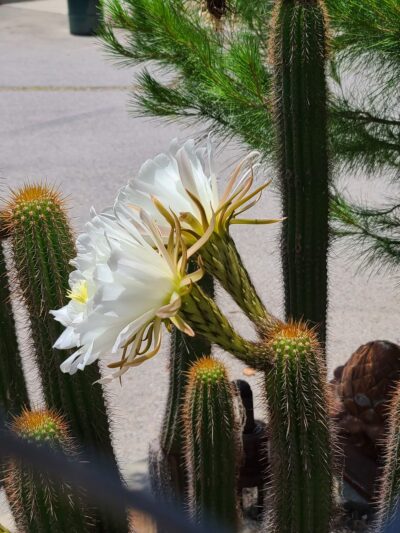 Bond Area - Los Angeles, CA