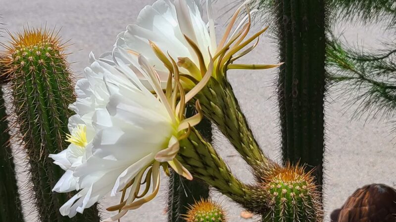 Bond Area - Los Angeles, CA