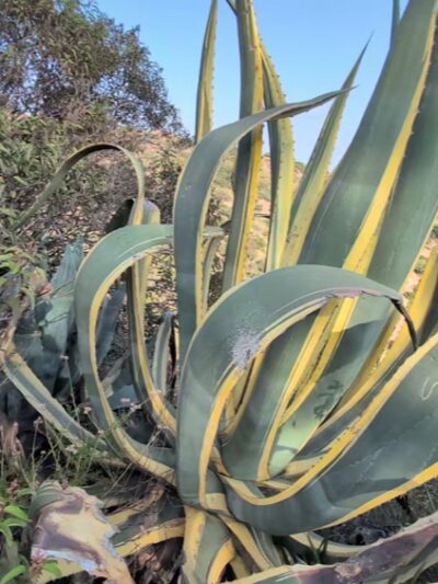 Captain's Roost - Los Angeles, CA