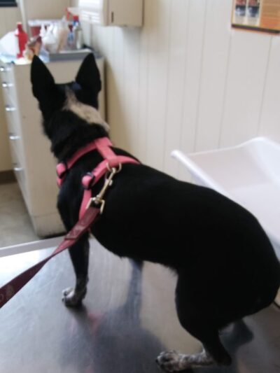 East Los Angeles Dog and Cat Hospital - Los Angeles, CA