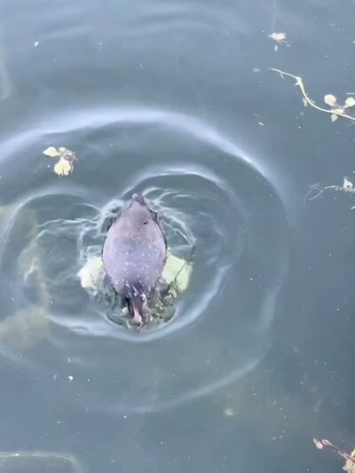 Echo Park - Los Angeles, CA