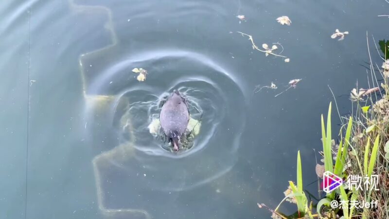 Echo Park - Los Angeles, CA