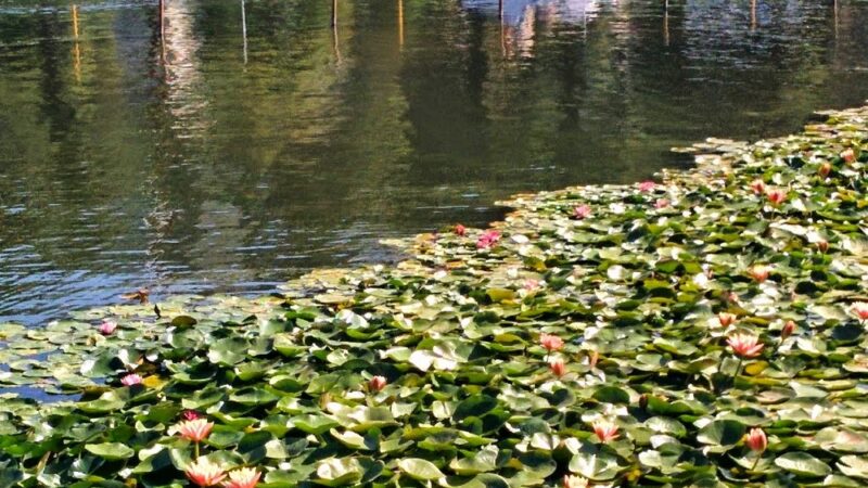 Echo Park - Los Angeles, CA