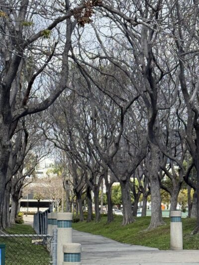 Frank Fenton Field at La Cienega Park - Los Angeles, CA