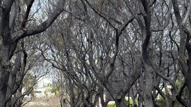 Frank Fenton Field at La Cienega Park - Los Angeles, CA