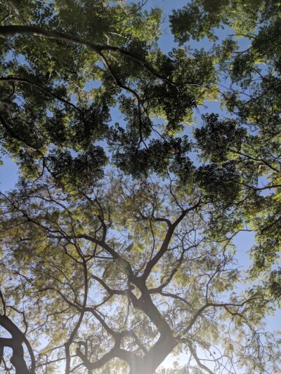 Frank Fenton Field at La Cienega Park - Los Angeles, CA