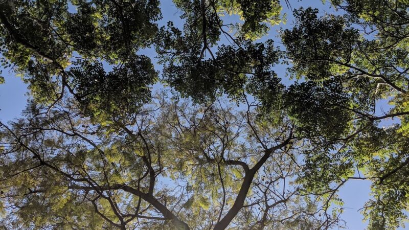 Frank Fenton Field at La Cienega Park - Los Angeles, CA