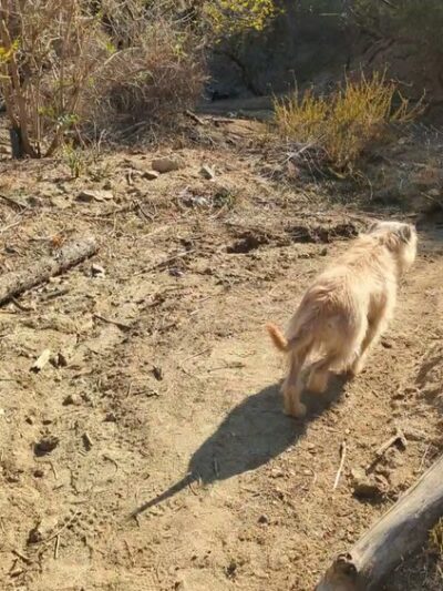 Harper Monkey Trail - Los Angeles, CA