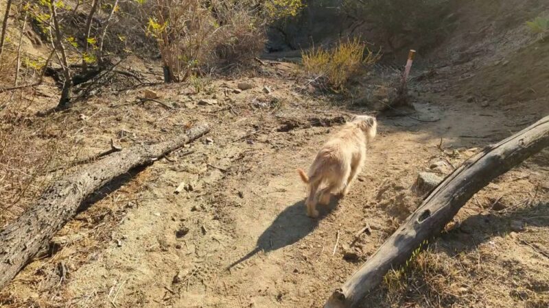 Harper Monkey Trail - Los Angeles, CA