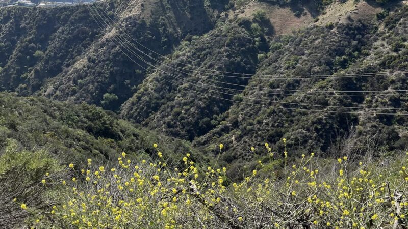 Harper Monkey Trail - Los Angeles, CA