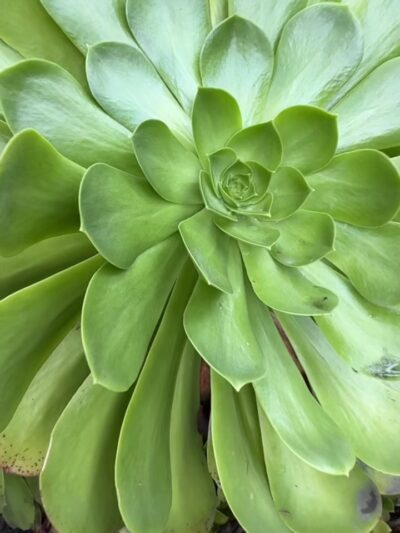 Hollywoodland Stairs - Los Angeles, CA