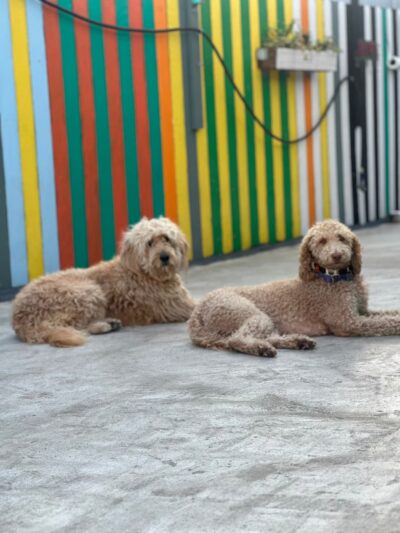 Pelu2 Dog Club - Los Angeles, CA