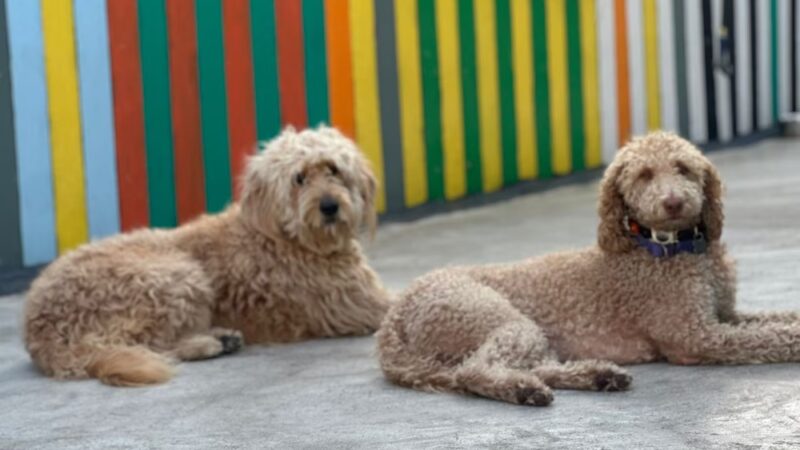 Pelu2 Dog Club - Los Angeles, CA