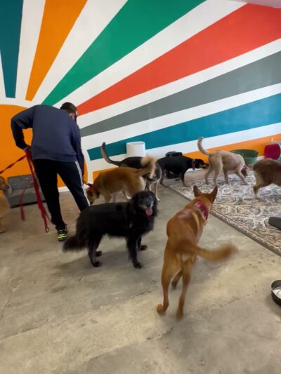 Pelu2 Dog Club - Los Angeles, CA