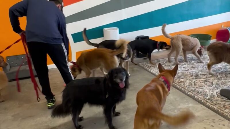 Pelu2 Dog Club - Los Angeles, CA