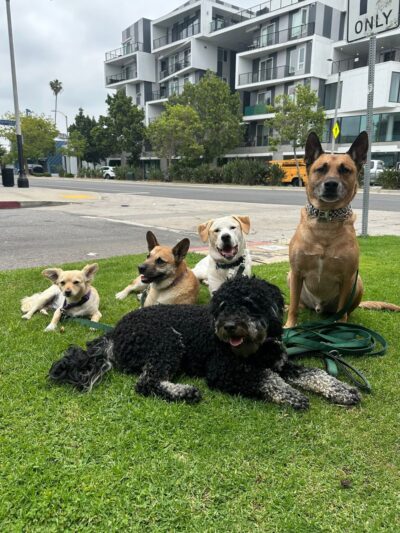 Pelu2 Dog Club - Los Angeles, CA