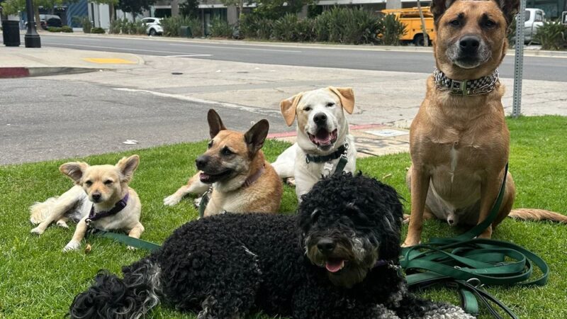 Pelu2 Dog Club - Los Angeles, CA