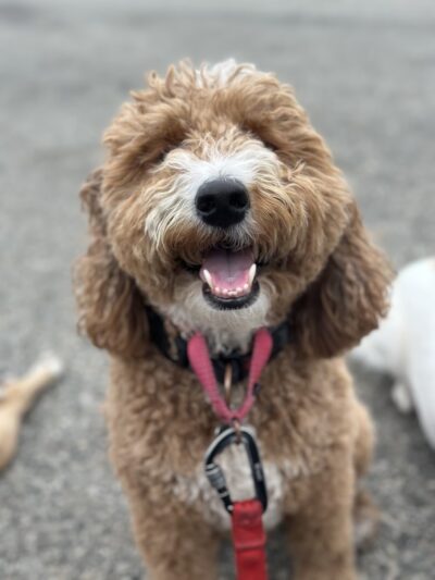 Pelu2 Dog Club - Los Angeles, CA