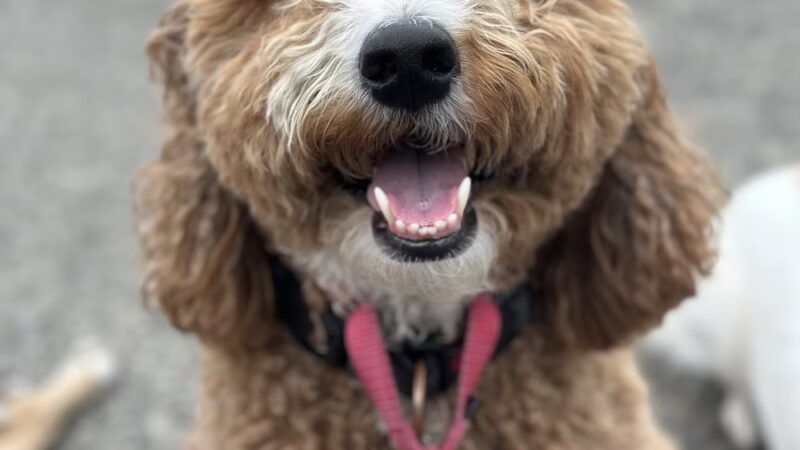 Pelu2 Dog Club - Los Angeles, CA