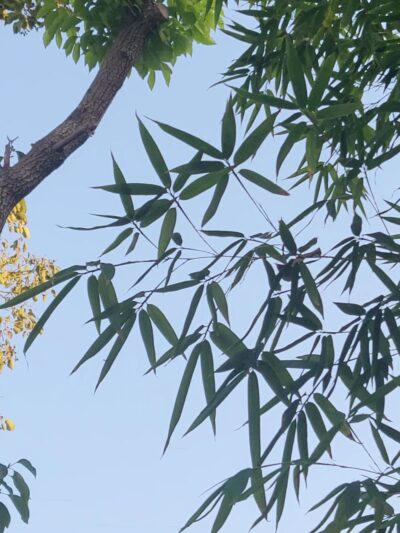 Queen Anne Park - Los Angeles, CA