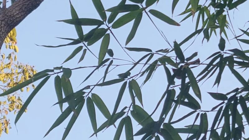 Queen Anne Park - Los Angeles, CA