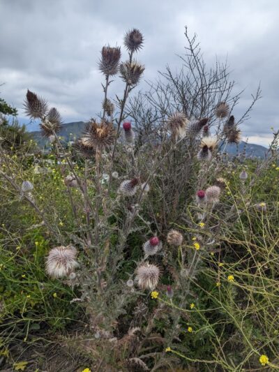 Runyon Canyon Park - Los Angeles, CA