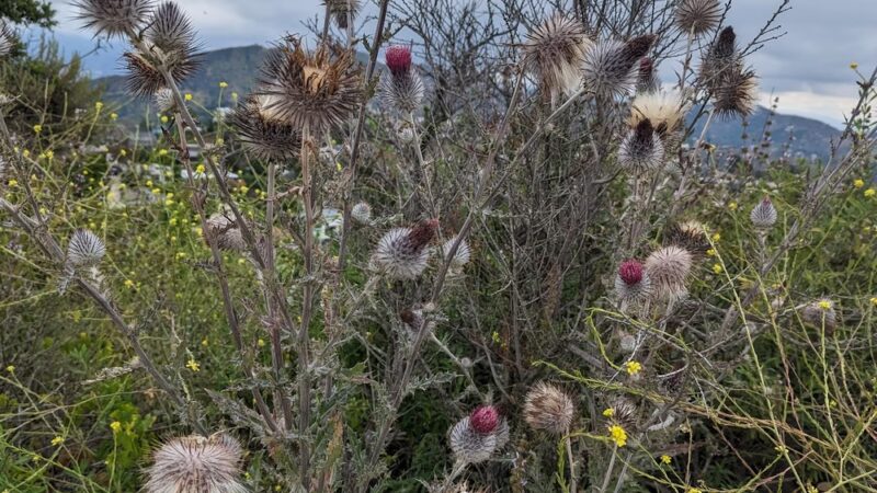 Runyon Canyon Park - Los Angeles, CA