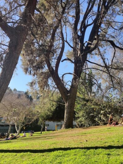 Silver Lake Grass Patch - Los Angeles, CA