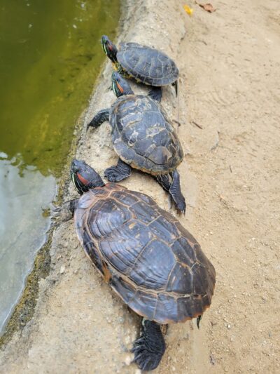 Wilshire Green Park - Los Angeles, CA