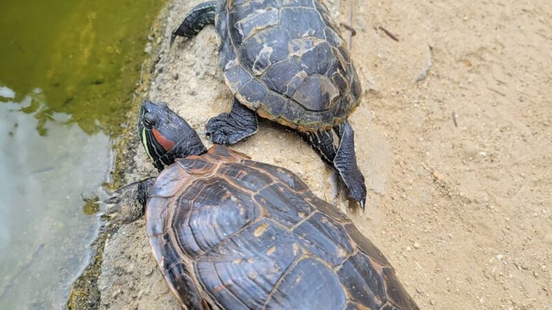 Wilshire Green Park - Los Angeles, CA