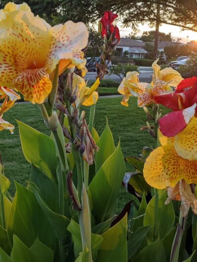 Woodbine Park - Los Angeles, CA