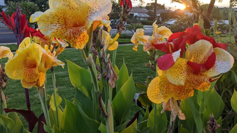 Woodbine Park - Los Angeles, CA