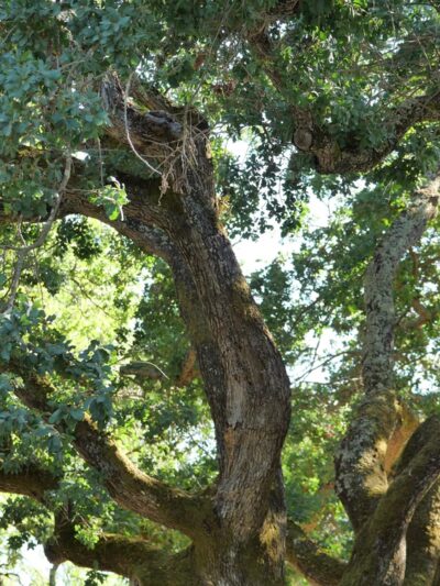 Bachman Park - Los Gatos, CA