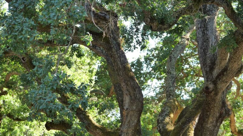 Bachman Park - Los Gatos, CA