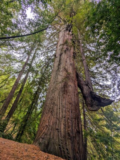 Bear Creek Redwoods Alma Parking Area - Los Gatos, CA
