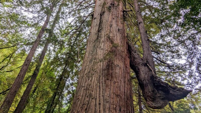 Bear Creek Redwoods Alma Parking Area - Los Gatos, CA